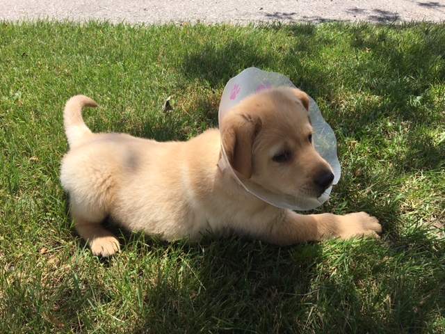 Anyone entering the shelter, including volunteers, will be required to sign a release form stating their current health status and recent travel history.