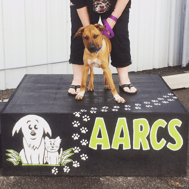New hospital for stray animals opens in Calgary - image