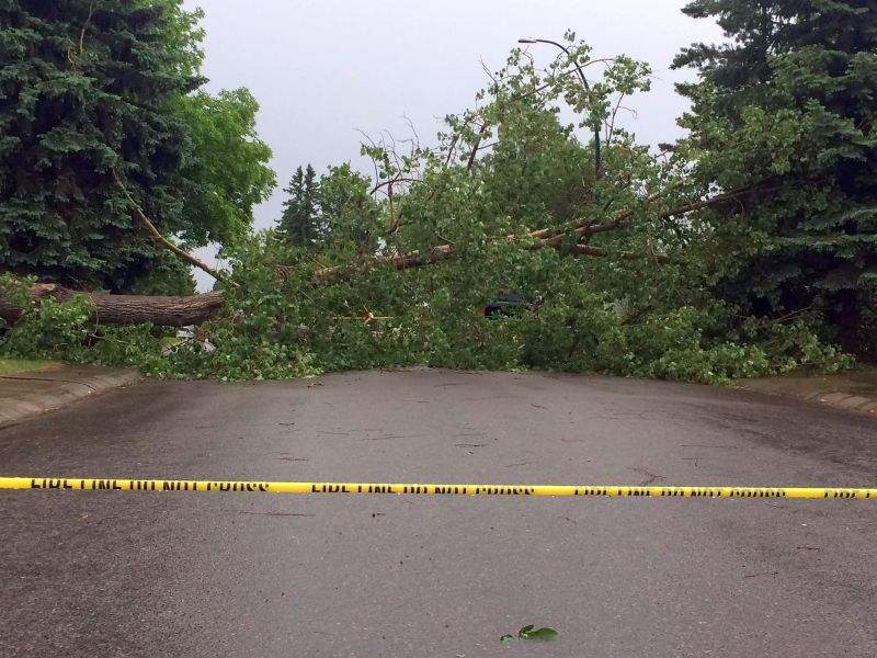 A toppled tree along Academy Drive S.E. on Thursday, June 8, 2017.