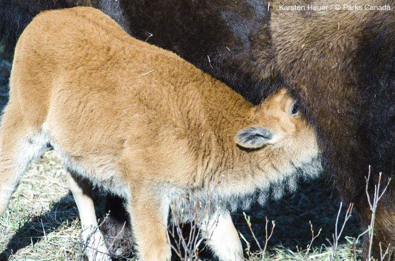 A newborn bison calf nurses from its mother in Banff National Park.