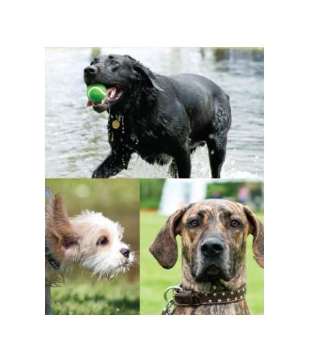 London Humane Society inviting dog owners to Bark in the Park this Sunday - image
