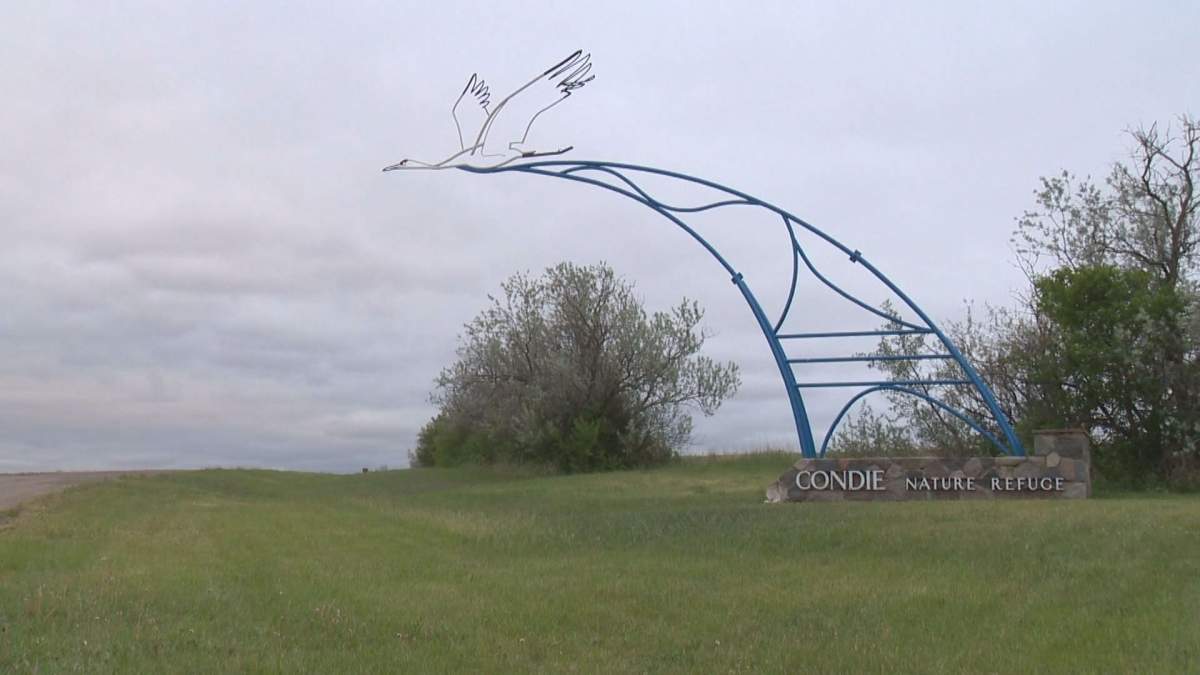 Body found northwest of Regina deemed non-suspicious by police - image