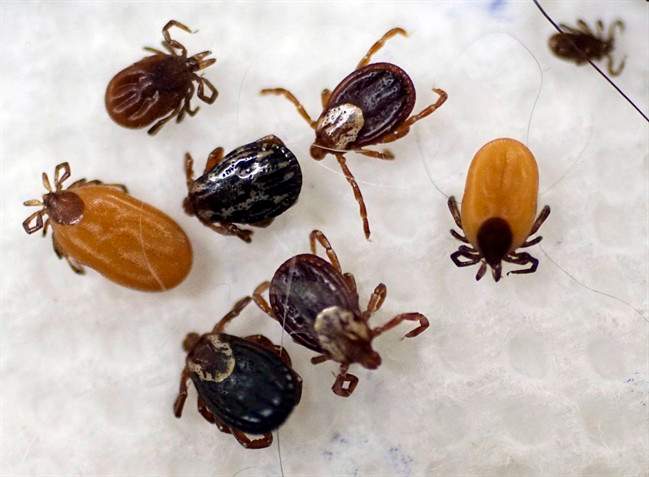 Ticks.