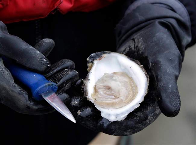 The Canadian Food Inspection Agency has issued a recall for several specific batches of potentially contaminated Pacific oysters. 