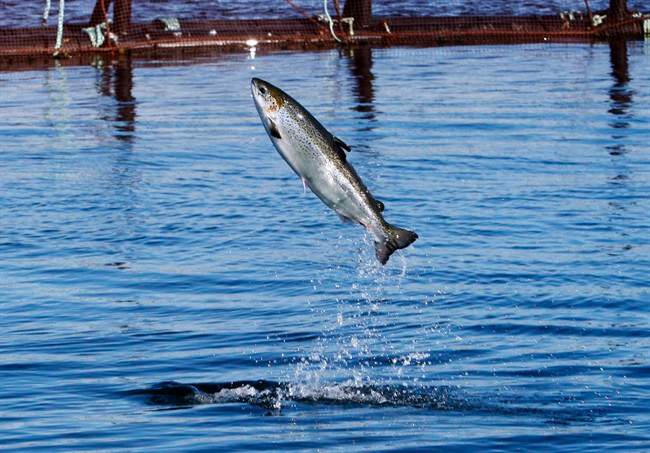An Atlantic salmon leaps while swimming inside a farm pen near Eastport, Maine, Sunday, Oct. 12, 2008. 