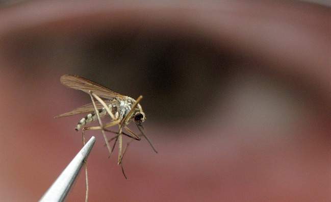 A paper written by Brock University researchers suggest that Ontario is likely to see one of the worst outbreaks of West Nile Virus in 15 years. 