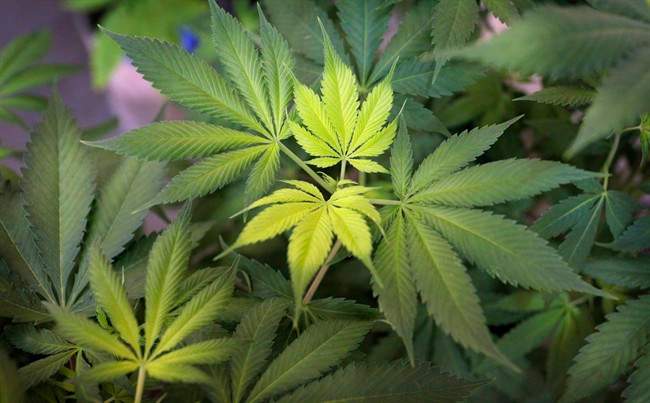 Toronto's mayor is looking into options for covering city costs associated with legalizing marijuana.