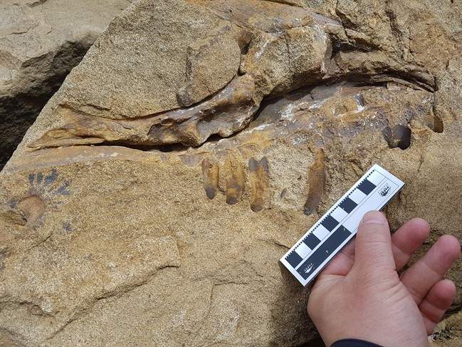 A fossil of a dinosaur skull is shown in this June 12, 2017 handout photo. A hiker discovered a fossil of a tyrannosaur mouth near Tumbler Ridge in northeastern BC this month. Richard McCrea, director of the Peace Region Palaeontology Research Centre says it's the first dinosaur skull to be found in the province.