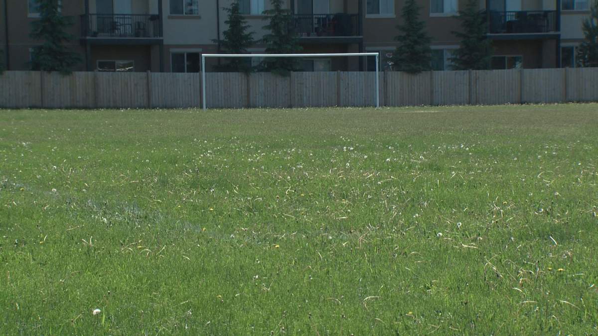 Field of dandelions