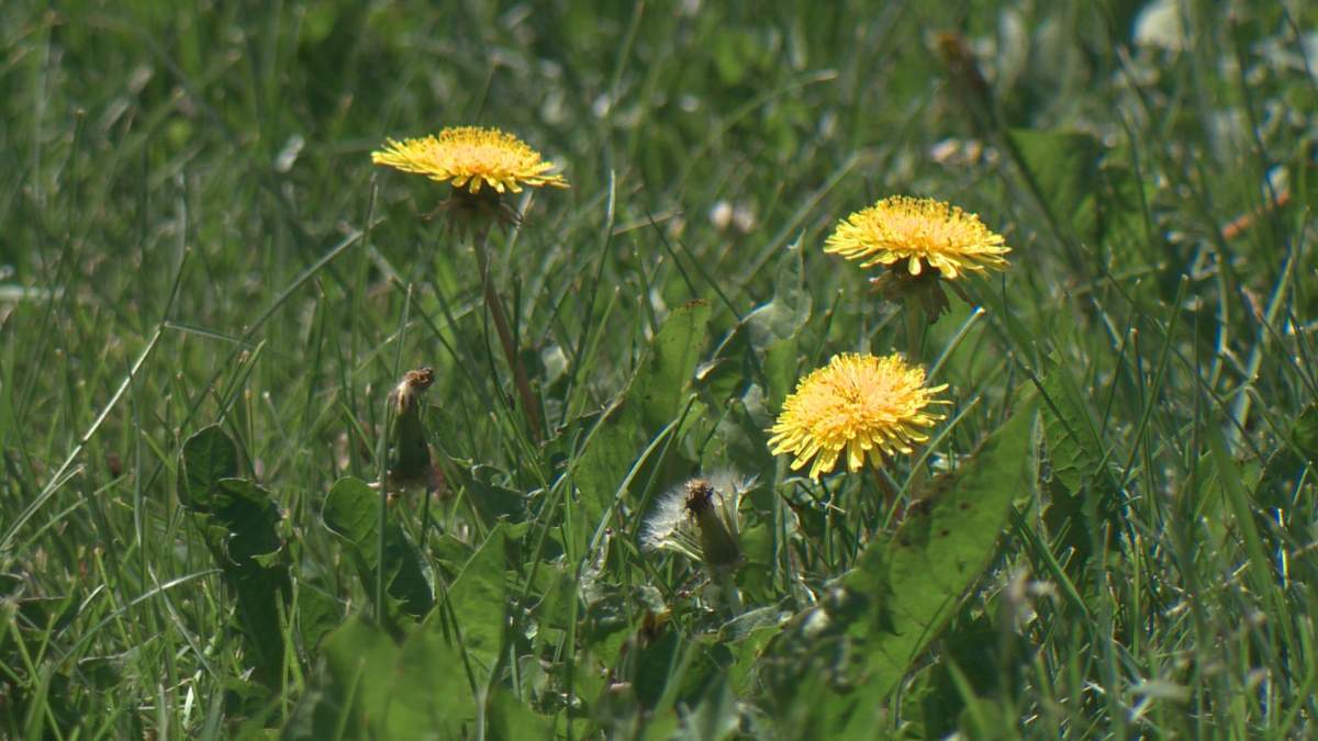 Field of dandelions