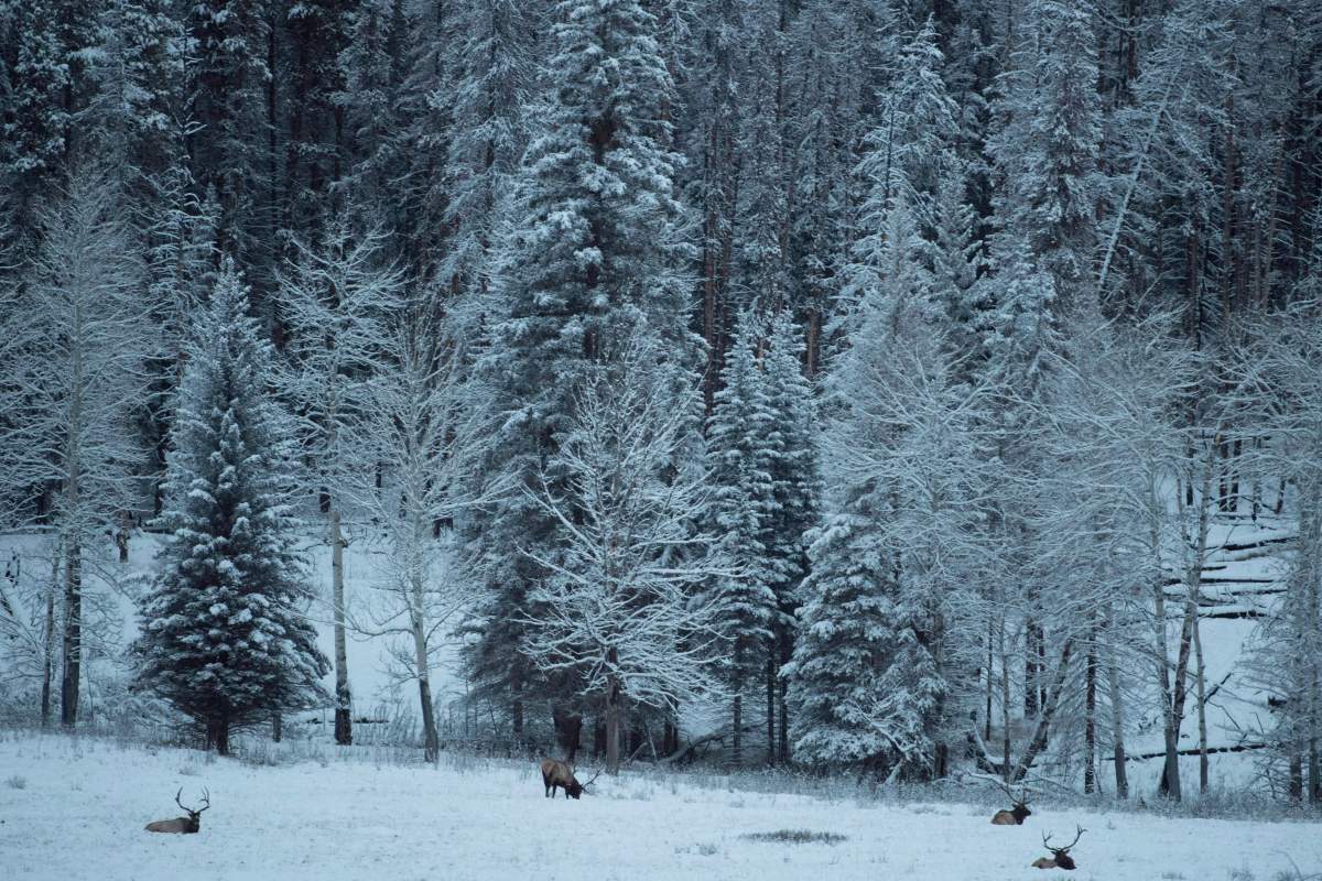 Elk are seen in a snowy field near Lake Louise, Aiberta on Sunday, Dec. 4, 2016.