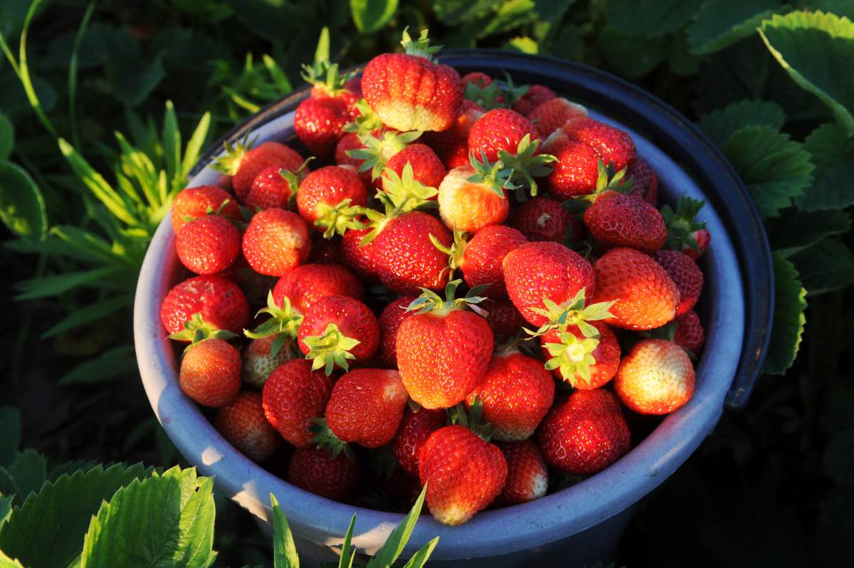 Manitoba berry farms.