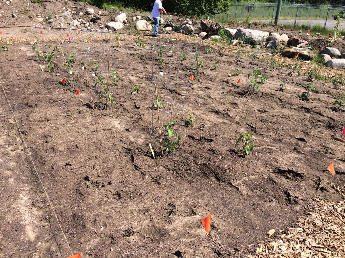 The London Food Bank announced the ‘Plant a Row, Grow a Row’ donation option at the launch of the ‘London Cares Curb Hunger Food Drive’.