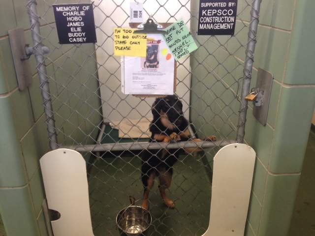 Animal Services