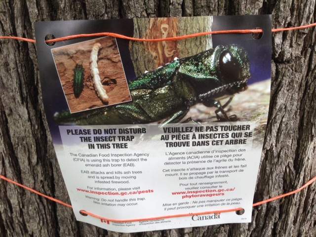 Emerald Ash Beetle
