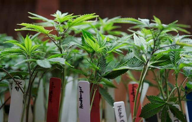 Nova Scotia says there are still many unanswered questions about how and where pot sales will become legal next year.