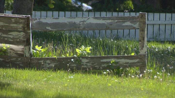 Saskatoon’s summertime battle: overgrown grass complaints filed by residents - image