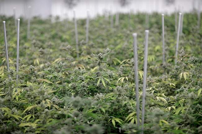 B.C. may not follow Ontario’s pot distribution system: Premier Horgan - image