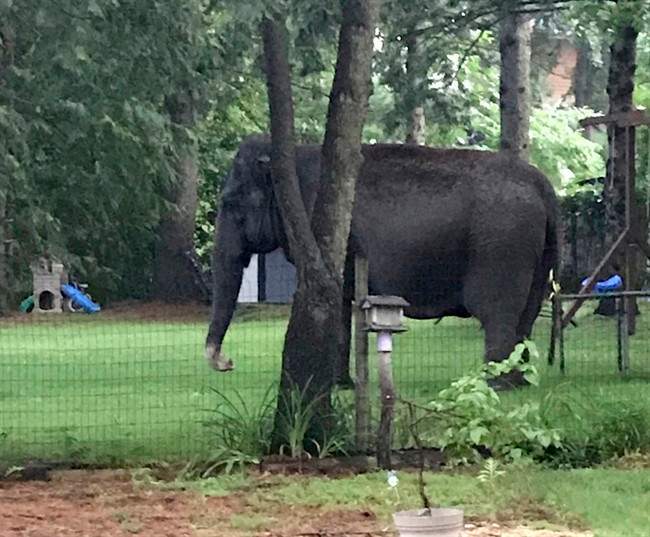 An elephant walks in the yard of home, Friday, June 30, 2017, in Baraboo, Wis.