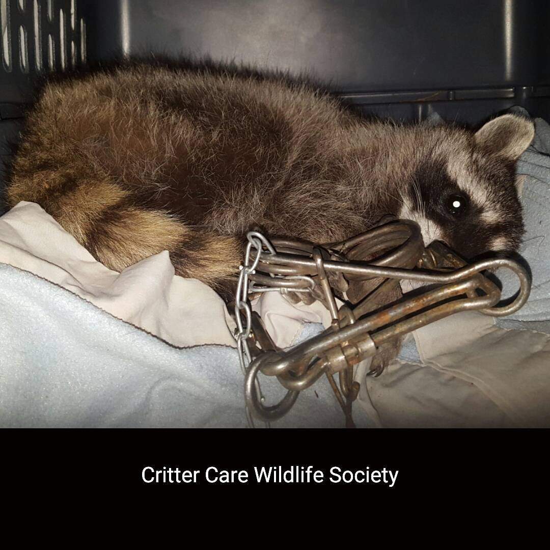 Animal welfare groups sound alarm about spike in cruelty cases - image