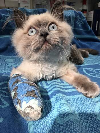 Warning issued to cat owners about the dangers of highrise living - image