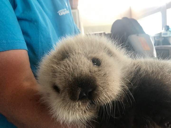 This sea otter pup was rescued by boaters off the shore of northern Vancouver Island.