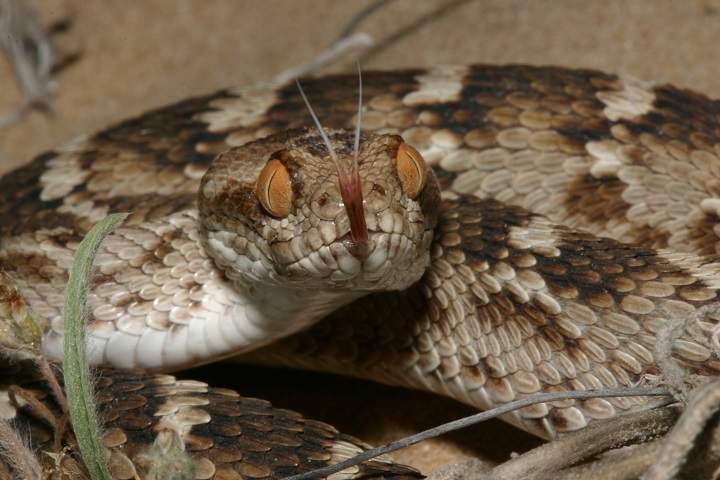 A venomous viper, seen in the United Arab Emirates. The snake is common in parts of the Middle East and Central Asia.