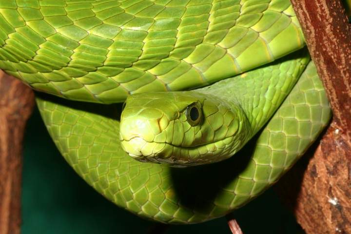 An eastern green mamba sits coiled in a tree in a Kenya.