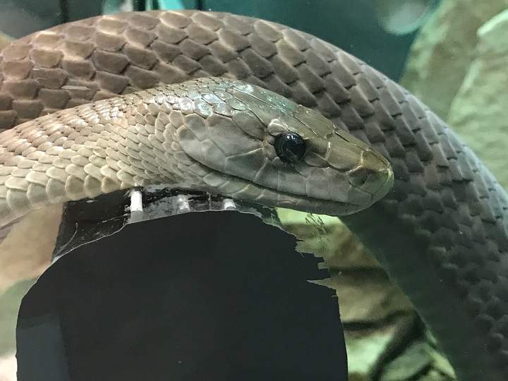 A black mamba is one of more than 200 venomous snakes cared for at the Indian River Reptile Zoo in Peterborough, Ont.