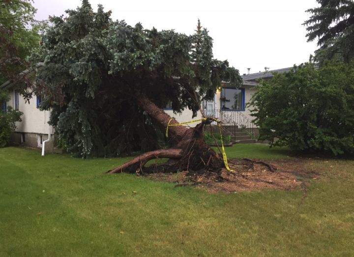 A tree was knocked over in Bowness Thursday night after active weather hit the city of Calgary.