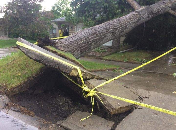 A tree was knocked onto a garage in southwest Calgary Thursday evening, after a series of thunderstorms rolled through southern Alberta.