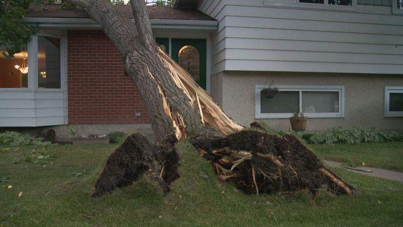 A tree fell onto a house in the 3000 block of 52 Avenue N.W. on Tuesday, June 20, 2017.