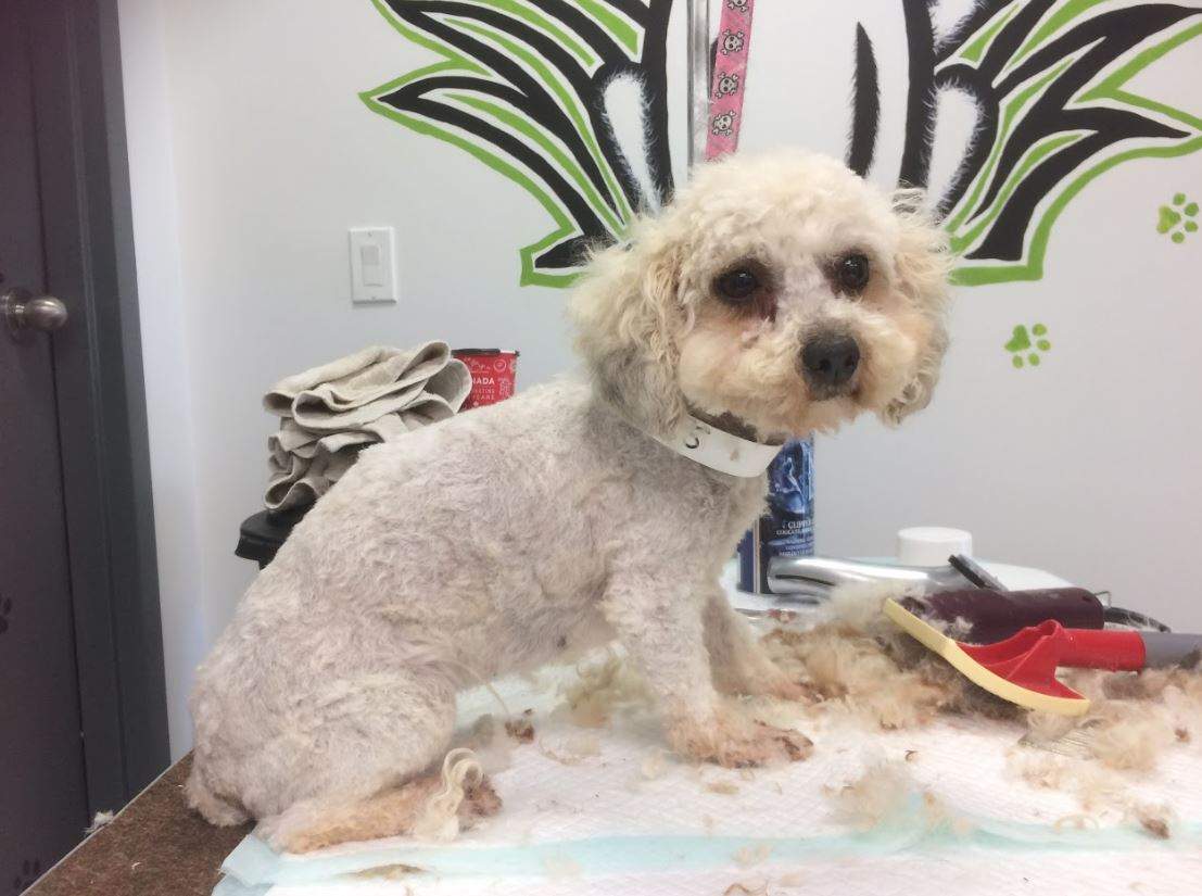 One of the dogs seized from a property in Vulcan County that will soon be adopted out by the Alberta Animal Rescue Crew Society. 