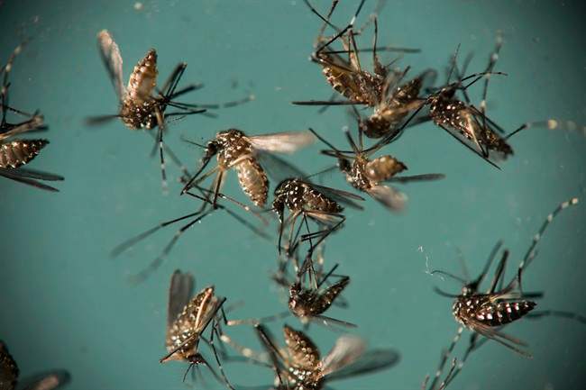 Could mosquito-borne virus, Zika, hold the key to fighting brain cancer?.