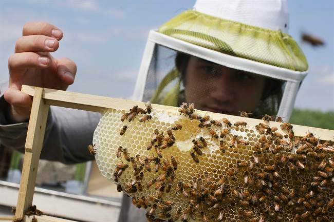 Saskatchewan beekeepers are facing a 20 to 30 per cent drop in honey production this year after a harsh winter and spring took their toll on the province's honey bee numbers.