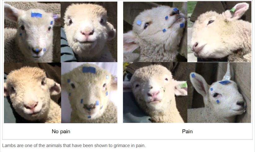 Researchers are trying to read more animal facial expressions.