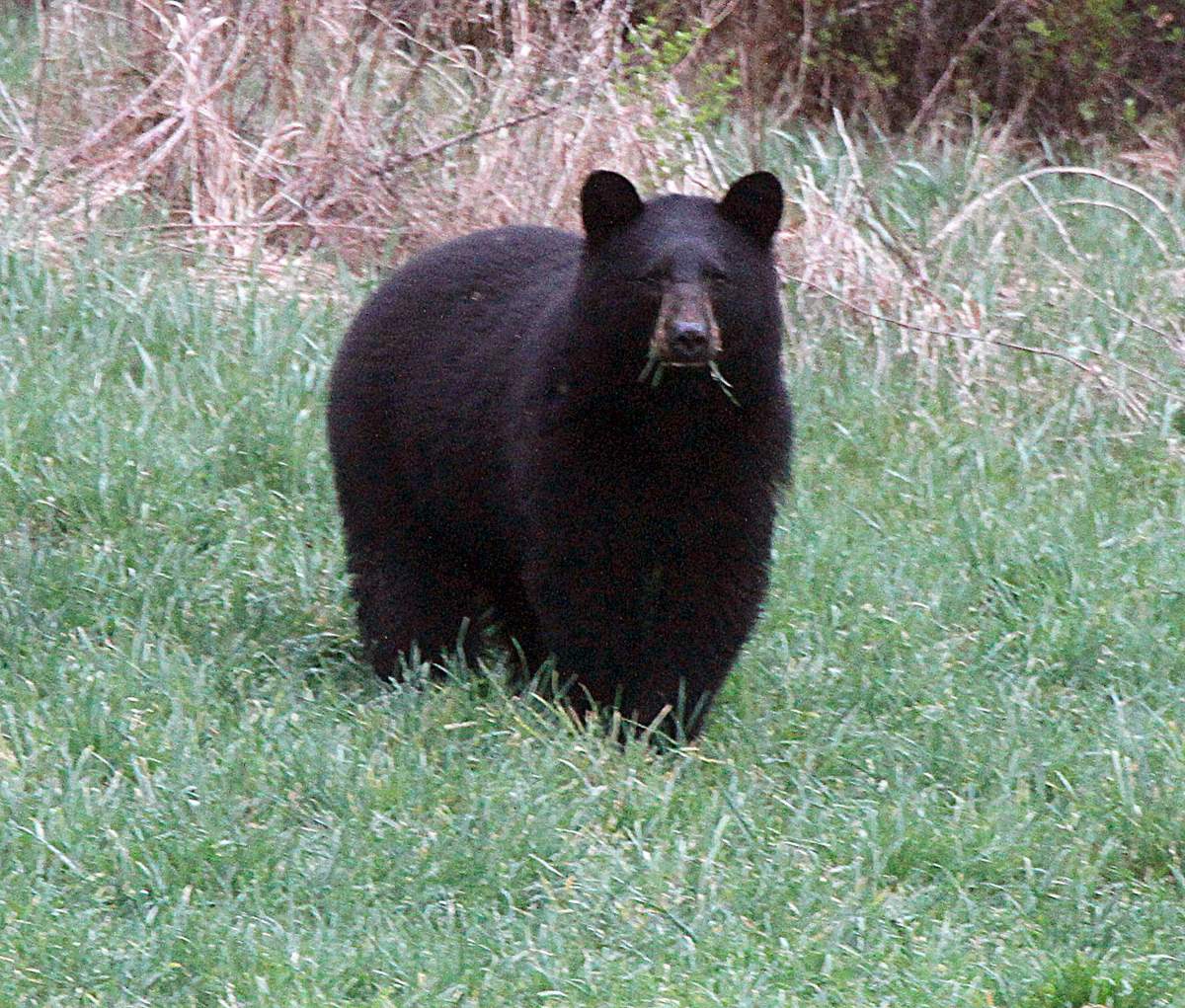 Saskatchewan’s Environment Ministry said precautions should be taken when at parks or campgrounds where there is a higher risk of encountering a predator.