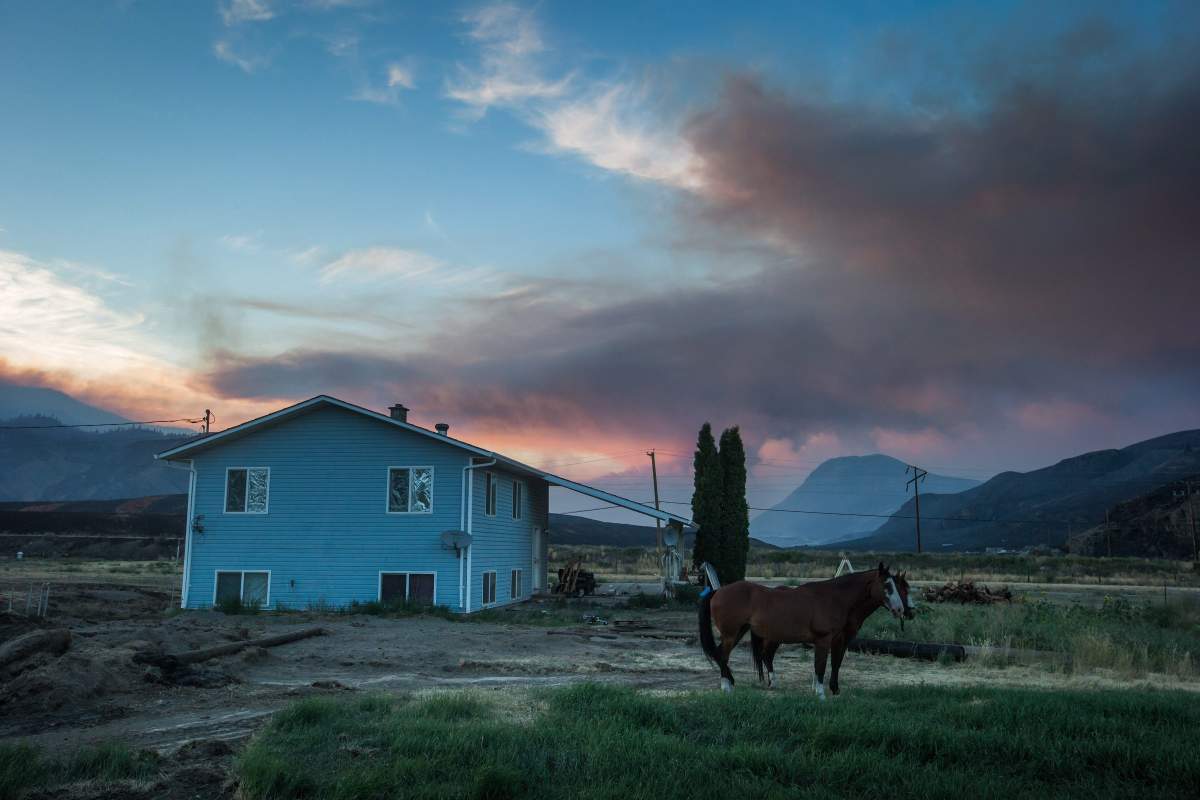 Horses that survived a wildfire stand outside a neighbouring home to feed after numerous homes were destroyed by fire on the Ashcroft First Nation, near Ashcroft, B.C., late Sunday July 9, 2017. THE CANADIAN PRESS/Darryl Dyck