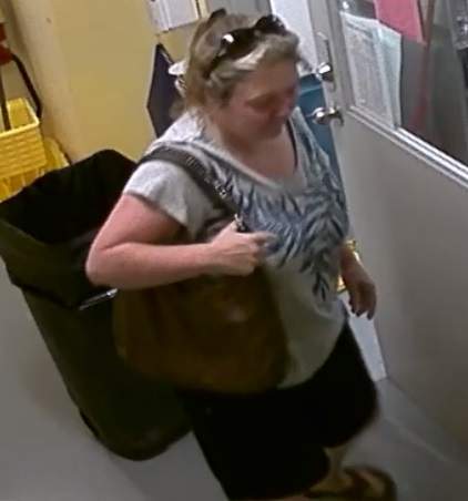Kitten theft has Kingston Police looking for cat napper - image