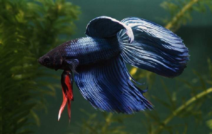 A Siamese fighting fish or Betta fish. 
