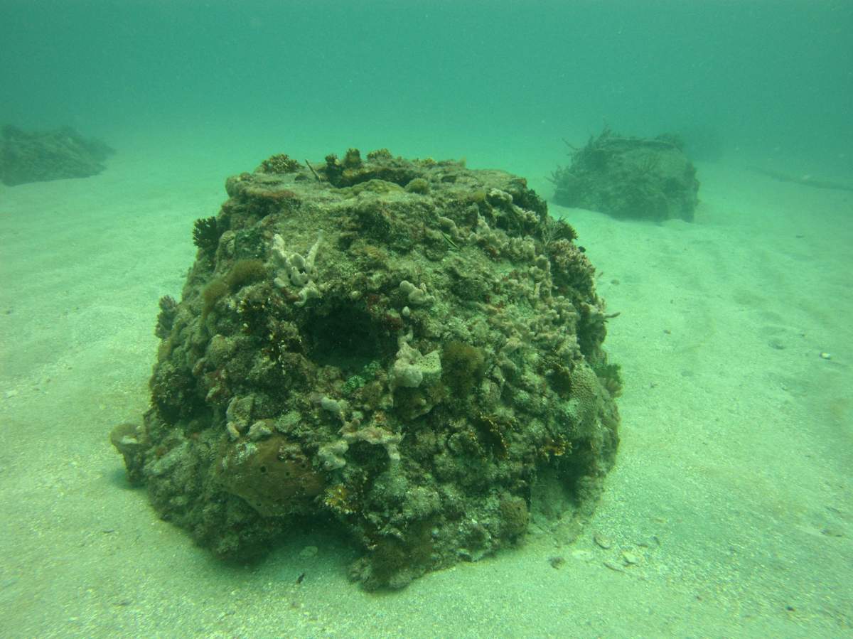 Credit: Eternal Reefs.