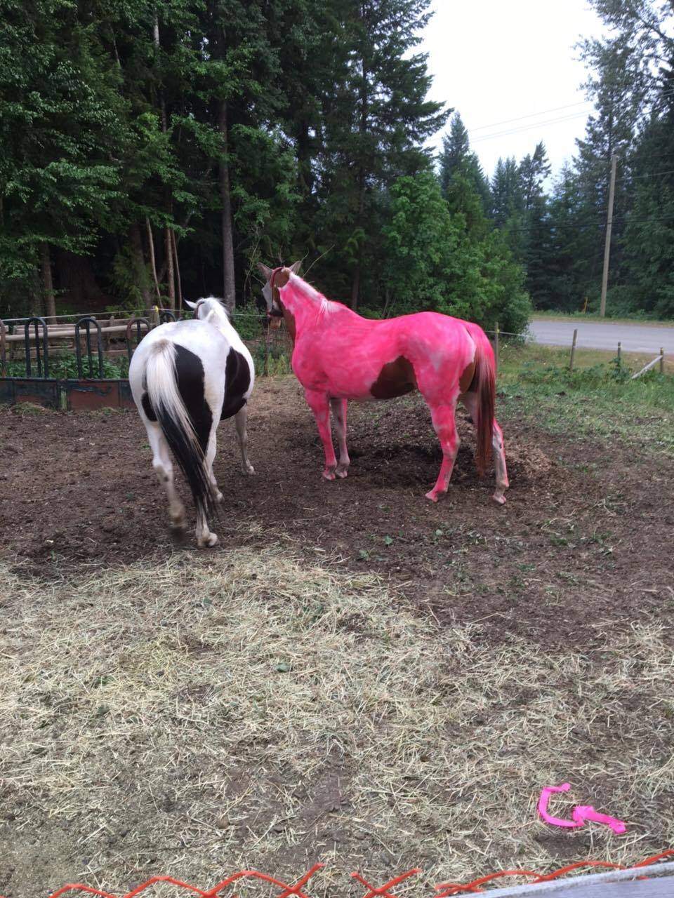 On the right, a horse painted pink by Likely, B.C. resident Cindy Roddick's son, so it could be seen in the smoke if they had to leave their home.