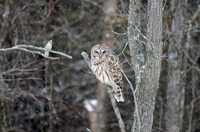 CKWS TV Weather Wallpaper Deb Boylan
