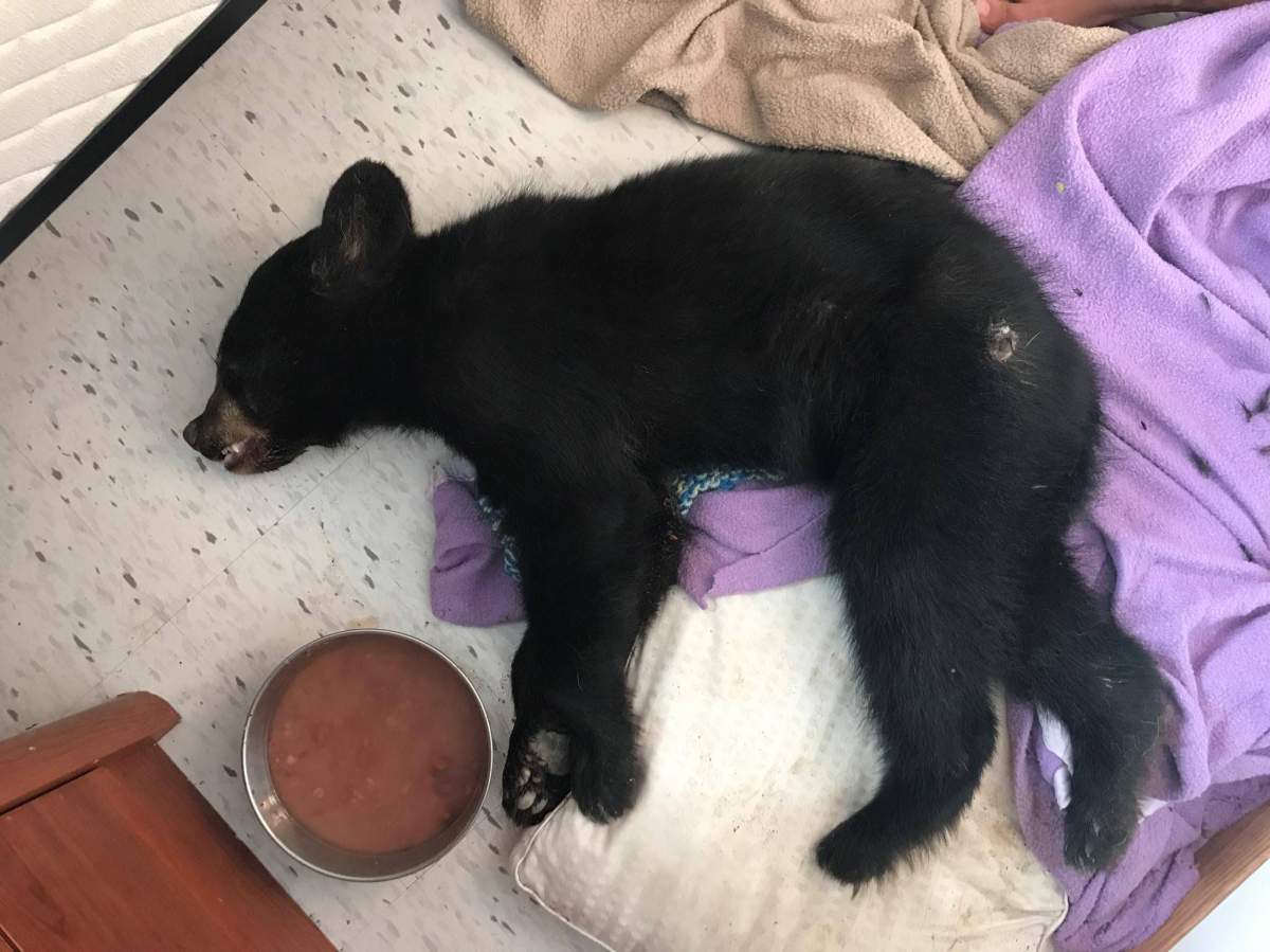 The injured cub was dehydrated, malnourished and seriously injured when it was found.