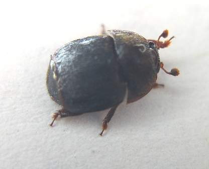 The small hive beetle was recently discovered in New Brunswick.