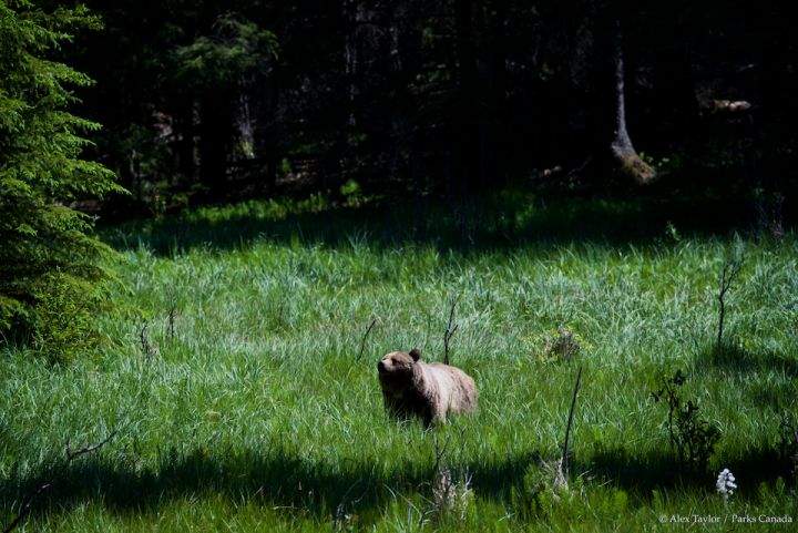 Bear 148
