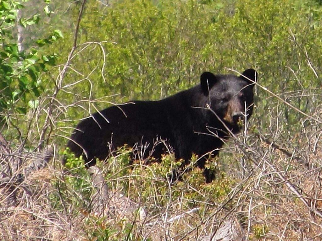 File photo. 80 black bears were destroyed this past July after human-bear conflicts, compared to 23 in 2016.