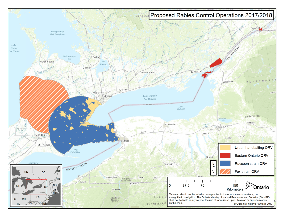 Wildlife rabies vaccine baits being distributed across west side of Toronto - image