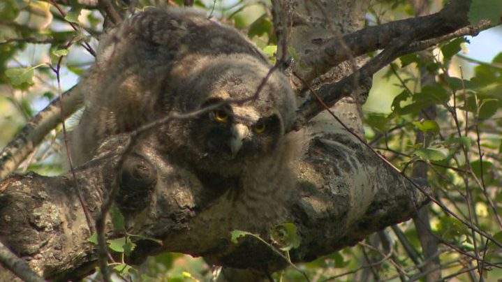 A long-eared owl sits in a tree in Saskatoon’s Lakewood neighbourhood.