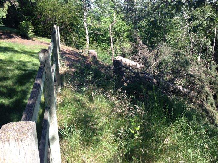 City officials are investigating after two large spruce trees were taken down behind a lot on Britannia Drive in Calgary.